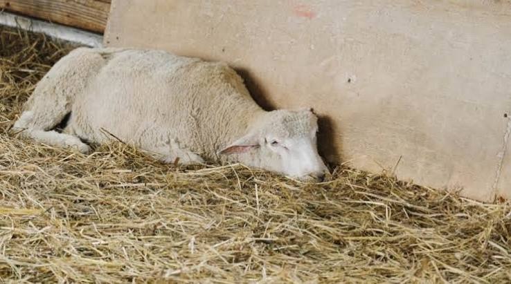 ENTEROTOXEMIA CAN KILL FAST: PROTECT YOUR SHEEP BEFORE IT IS TOO LATE